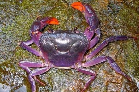 天津紫蟹- 特产频道- 挑挑礼