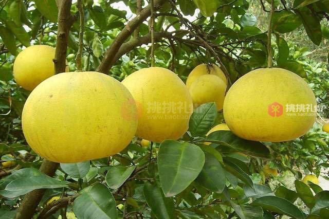 梁平柚高清特写实拍图片