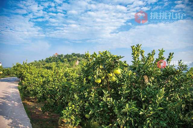 梁平柚产地环境高清实拍图片