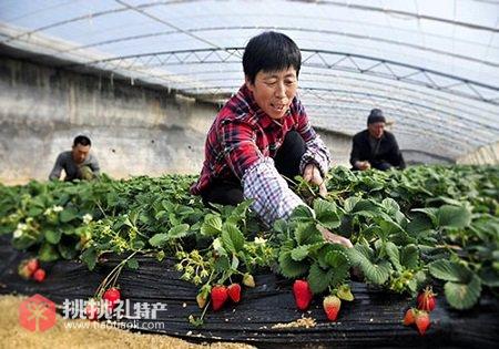 图：工人们在摘除草博山莓株上的枯叶