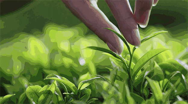 秀山毛尖照片特写动态图