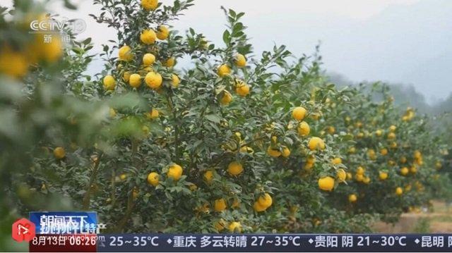 常山“土特产”如何变成“致富果”-图2