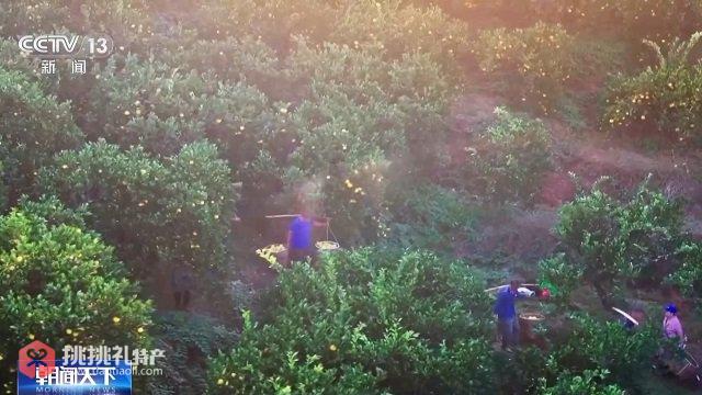 常山“土特产”如何变成“致富果”-图3