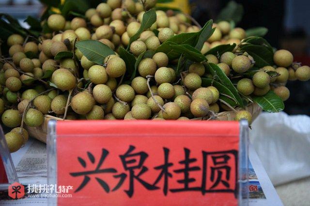 兴泉桂圆（丽江融媒记者 赵庆祖 摄）