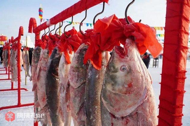 图为吉林查干湖胖头鱼