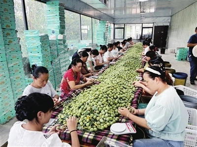图为村民正在分拣青脆李装箱