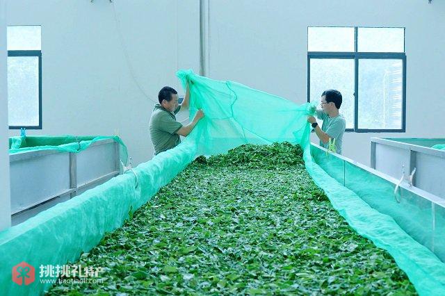 图为惠州龙门“土特产”地派山茶