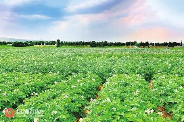 图为河南开封孙营乡芦敖村马铃薯种植基地