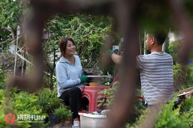 图为同安乡东槽村民正在盆景园直播销售（何贱来摄）
