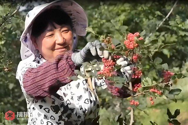 图1“土特产”迎来大丰收　“甘味”招牌拓宽致富路