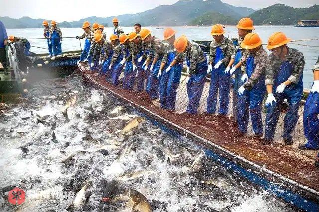 图为工作人员捕捞千岛湖有机鱼