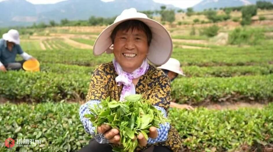 图为潍坊诸城茶农采茶忙