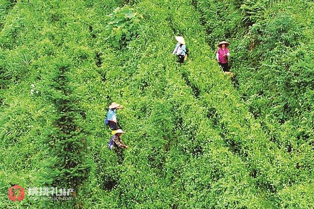 图为地派镇古洞村，村民们在茶园里采摘茶叶