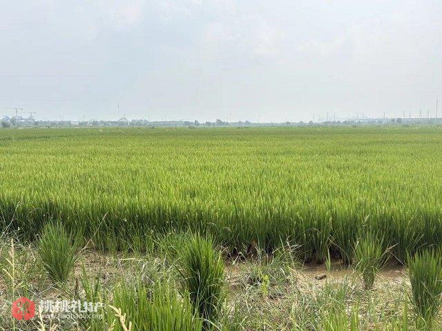图为天津东丽区军粮城稻米