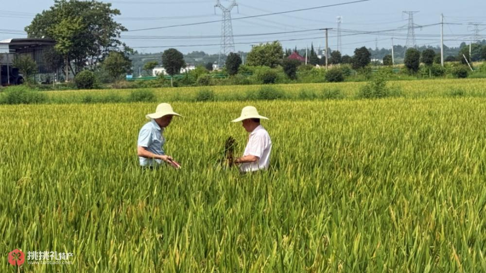 图为农技员正在指导农户抓田管