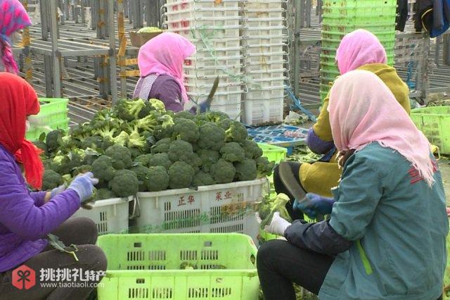 图为和鑫源生态农业员工分拣西兰花