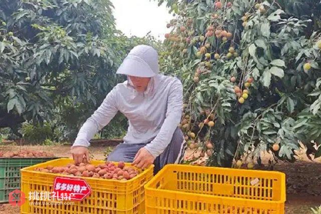在“多多好特产”赋能下，优质荔枝品种加速上行，走进千家万户（陈振豪摄图）