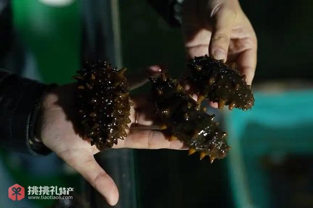 在拼多多“千亿扶持”下，海参等水产品热销西部地区（秦久摄）