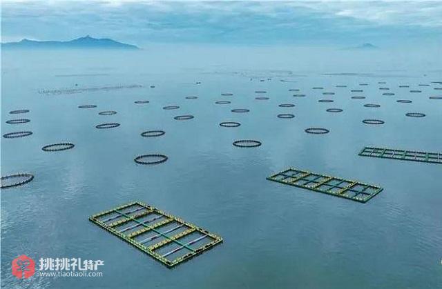 图为饶平县“海洋牧场”重力式深水网箱