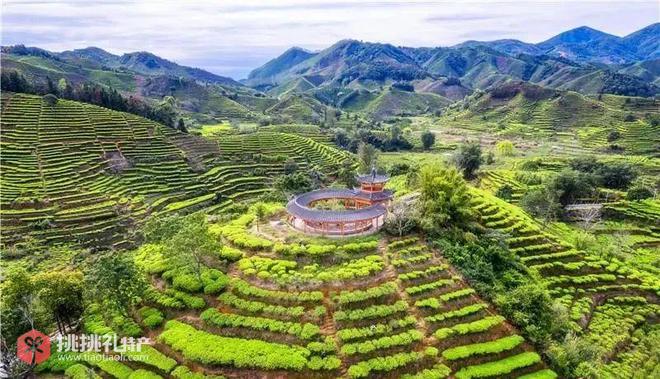 图为饶平县浮滨茶园