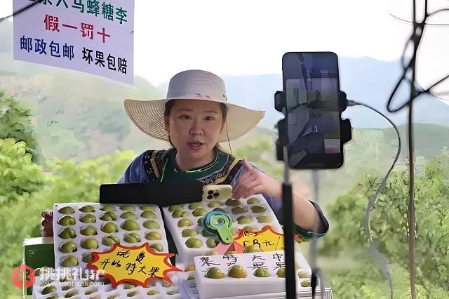 图为主播在线上销售蜂糖李