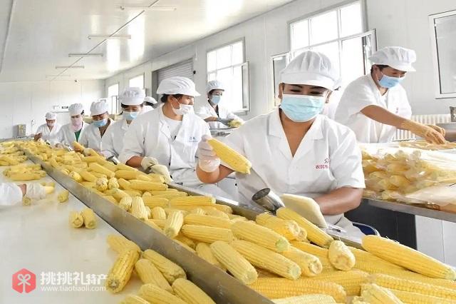 图为工人在包装“公立屯”黏玉米