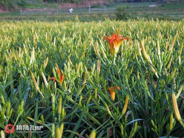 图为虎噉金针菜（来源：海丰县地方志办）