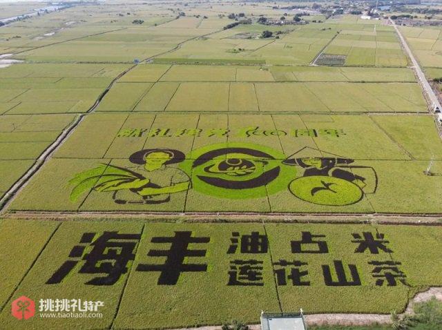 图为油占米稻田（来源：海丰县地方志办）