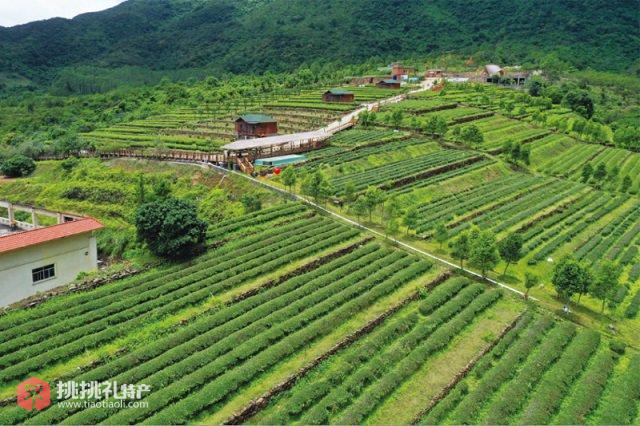 图为海丰莲花山茶园（来源：海丰县地方志办）