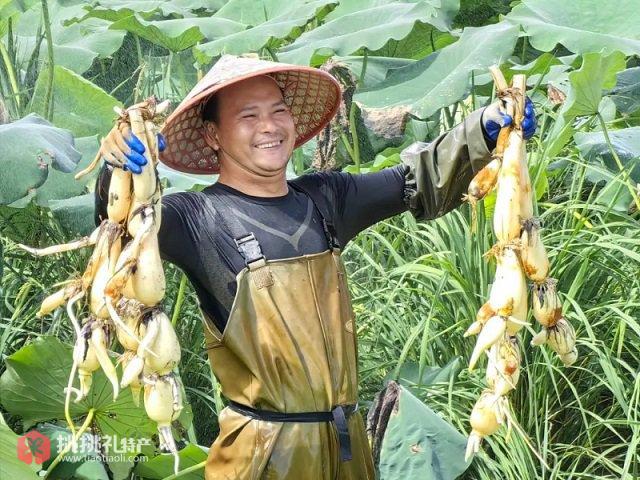 图为海丰大屿莲藕（来源：海丰县地方志办）