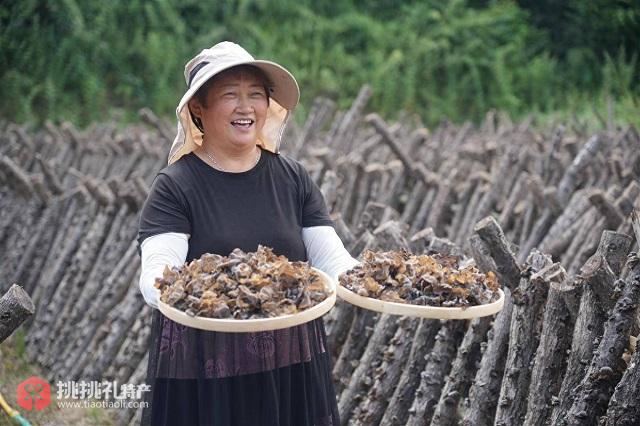 图为村民手捧特产“房县黑木耳”