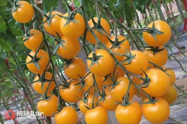 图为健源绿色高品质特色果蔬农场培育的樱桃番茄