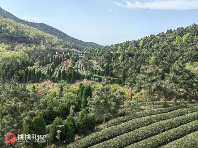 图为入选首批“日照绿茶茶庄”的浏园