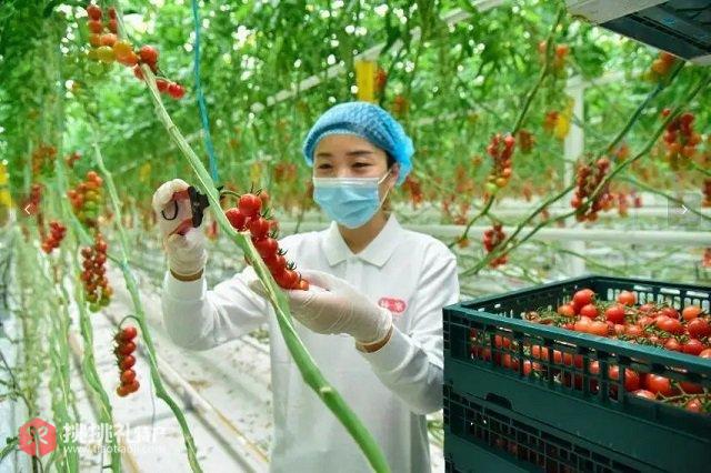 图为“招贤五彩”培育的串收番茄