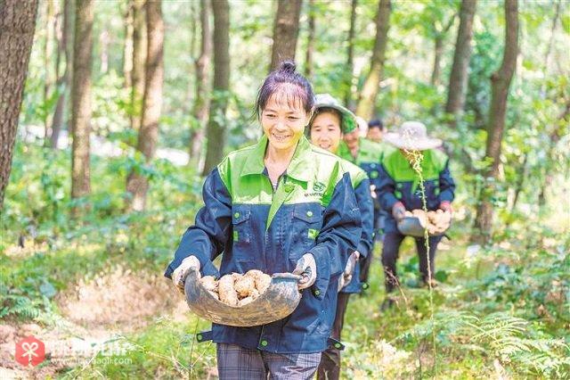 图为村民搬运采收的天麻（罗大富摄）