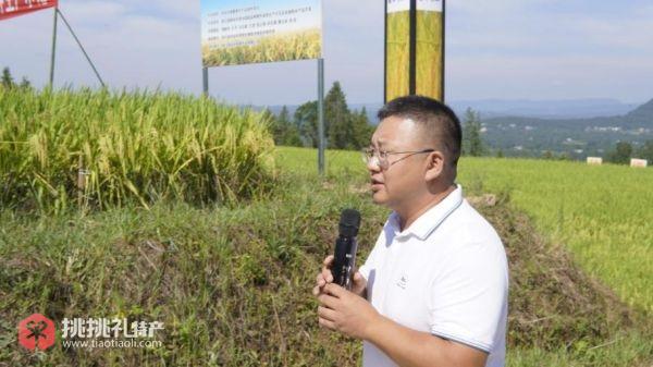 图为王平在田间介绍优质稻新品种