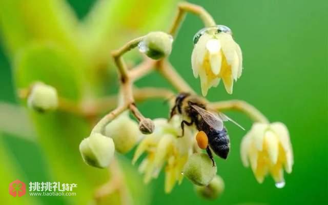图为蜜蜂在椴树花中采蜜