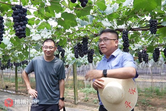 图为新余市园区果业省级特派团团长周坚指导种植户种植“观巢春早”葡萄