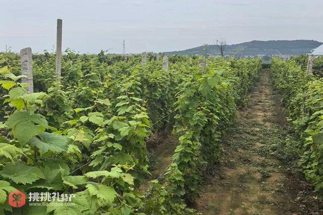 图为互联网思维激活了葡萄之乡