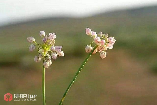 图为左云县特产野生栽麻花（栽栽面花）