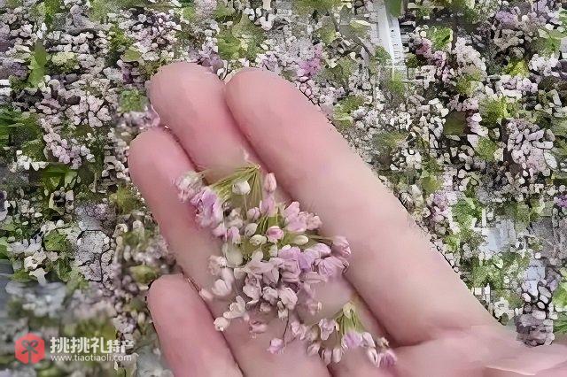 图为手捧栽麻花（栽栽面花）