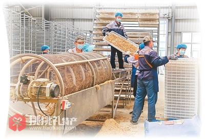 图为在道地参业加工车间，工作人员正在对鲜参进行脱须处理（郭彦成摄）