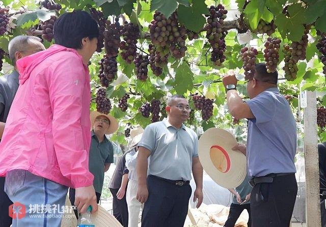 图为江西省科技特派团新余设施农业团正在查看葡萄生长状态
