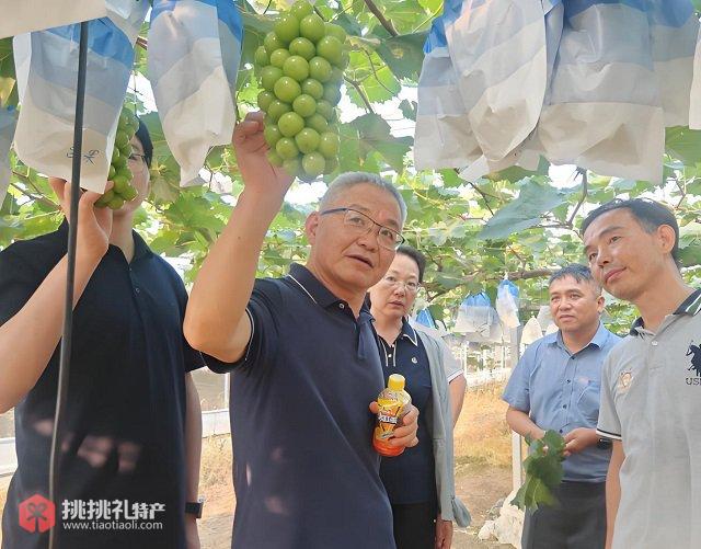 图为江西省科技特派团新余设施农业团正在与种植户交流