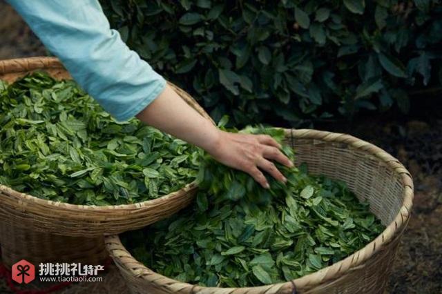 图为六安市特产茶叶“六安瓜片”