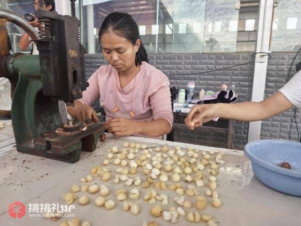 图为工作人员在分拣云南夏威夷果