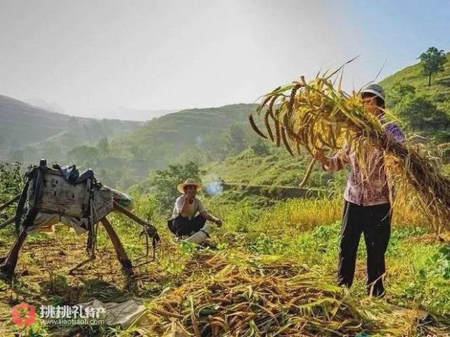 图为潍坊青州市庙子镇窦家崖村民在收获小米