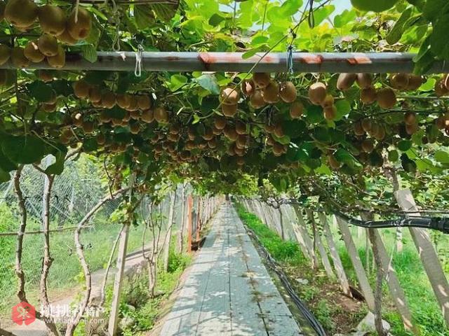图为青州市盛达种植养殖专业合作社种植的猕猴桃