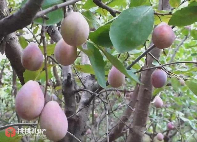 图为东夏镇西夏村种植的法兰西西梅