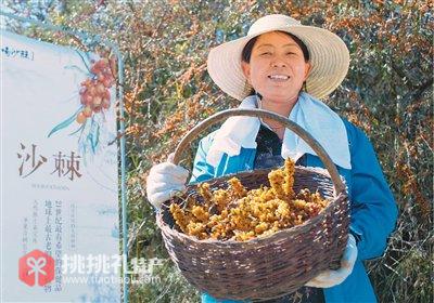 图为村民抱着刚刚采摘下来的沙棘果（田伟摄）